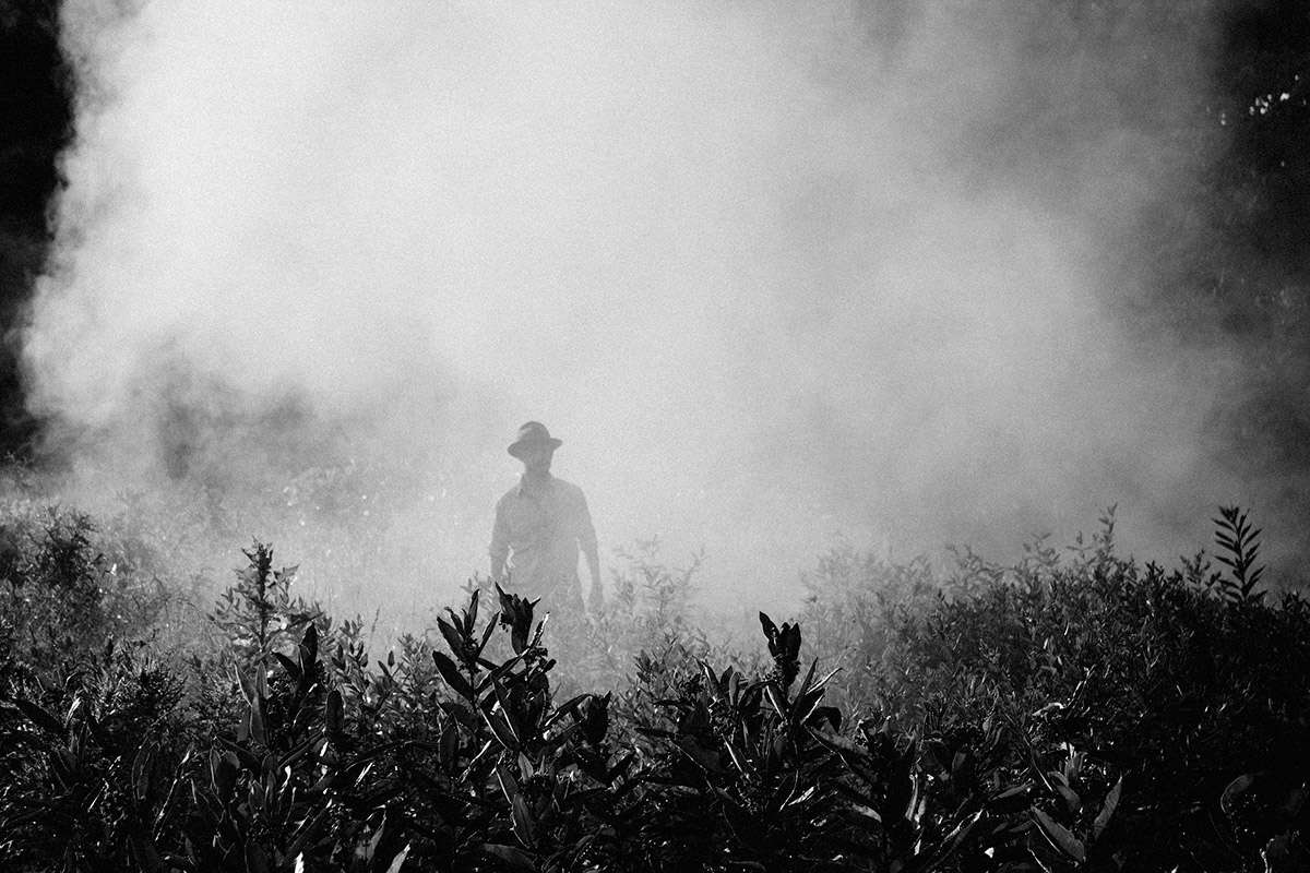 fog rangers